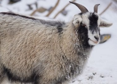 WATCH: Sensitive Goats Cry Out in Fear When Shorn for Cashmere