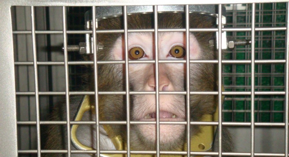 Image shows monkey in lab.