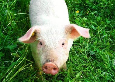 Pigs Rescued by Firefighters, Then Served to Them as Sausages