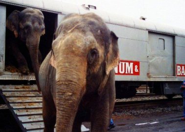 It’s Over for Ringling Bros. Circus