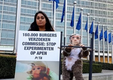 Protesters Take a Wounded, Tormented ‘Monkey’ to the European Commission