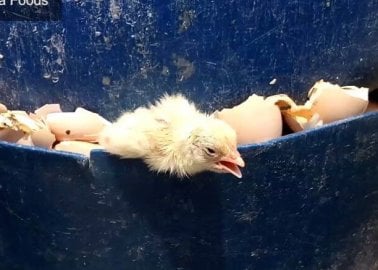 Chicks Crushed, Drowned, and Burned to Death by Egg and Chicken-Flesh Companies in India