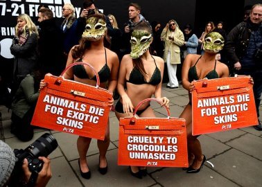 ‘Crocodile’ Victims Crash Fashion Week Events