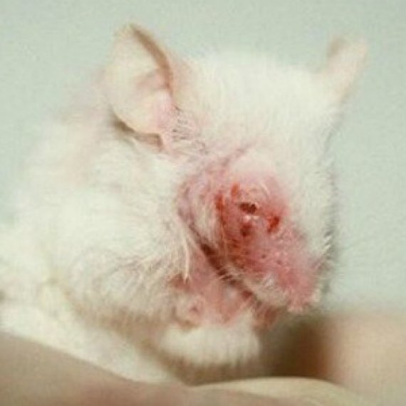 Health Charities: Are They Spending Your Money on Animal Testing?