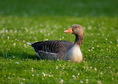 Foie Gras Production Has Been Banned in the ‘Capital of Europe’
