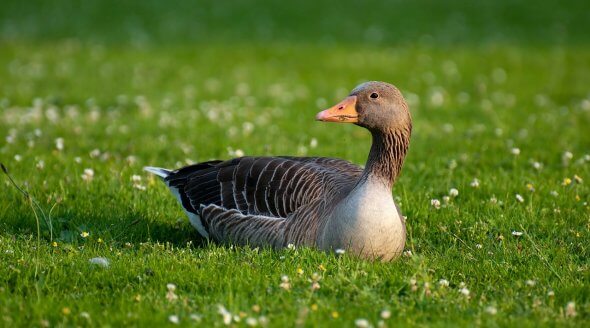 Goose