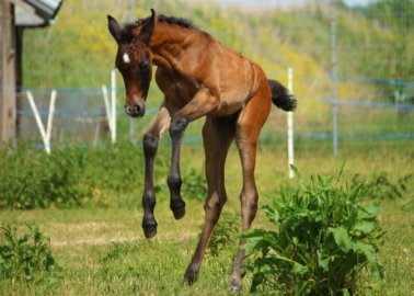 5 Things to Do to Celebrate ‘No Grand National’ Day