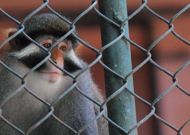 Nearly 500 Animals Dead in 4 Years at Horrific Cumbria Zoo