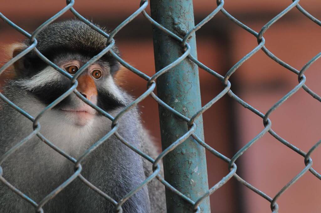Nearly 500 Animals Dead in 4 Years at Horrific Cumbria Zoo Nearly 500 Animals Dead in 4 Years at Horrific Cumbria Zoo