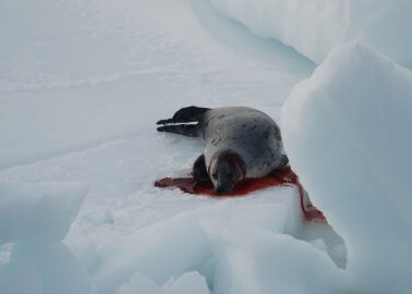 Switzerland to Become 35th Country to Ban Seal-Derived Products