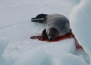 Ask Justin Trudeau to End Canada’s Commercial Seal Slaughter