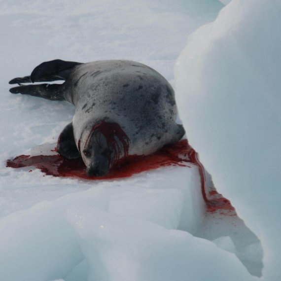 Ask Justin Trudeau to End Canada’s Commercial Seal Slaughter