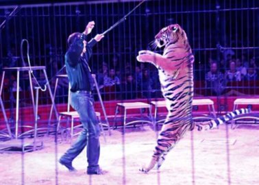 These 27 Countries Have Banned Wild-Animal Circuses!