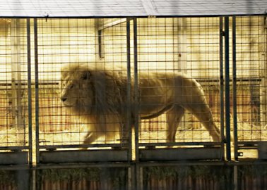 Tory MP Continues to Block Ban on Wild-Animal Circuses