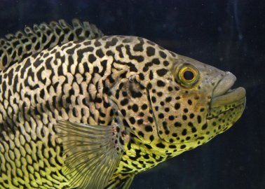 8 Facts That Prove Fish Are Intelligent and Feel Pain