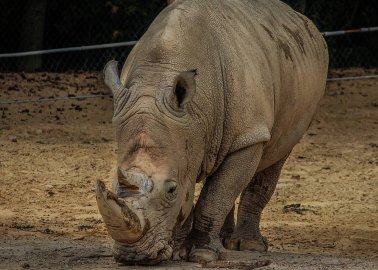 Rhino in French Zoo Shot Dead by Poachers for His Horn