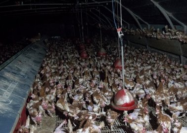 World Egg Day: The UK Egg Industry Is Lying to You
