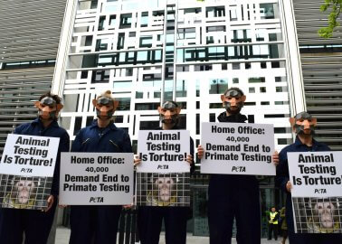 Activists Descend on Home Office to Help Protect Primates in UK Laboratories