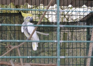 ‘The Primates Looked Depressed’ – Visitors Slam Nottinghamshire Zoo