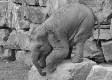 Video: Baby Elephants Abused at German Zoo