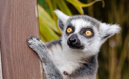 Lemur