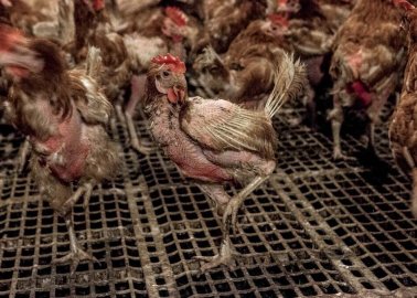 This Is ‘Free-Range’