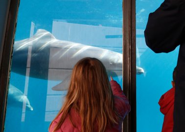 Zoo Lobbyists Trying to Fight France’s Orca-Breeding Ban