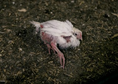 Horrifying Eyewitness Photos Expose Cruelty on Suffolk Chicken Farm