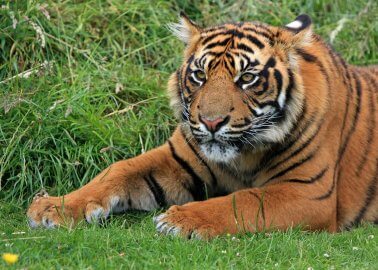 Zookeeper Mauled to Death by Tiger at Cambridgeshire Zoo