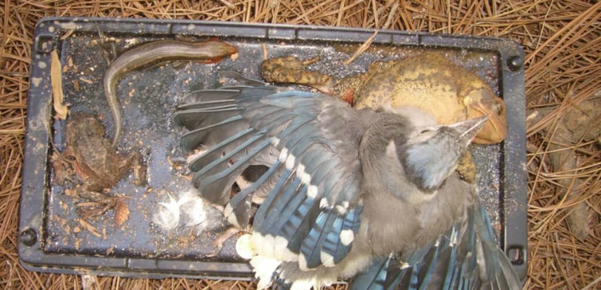 How To Help Animals Caught In Glue Traps PETA UK
