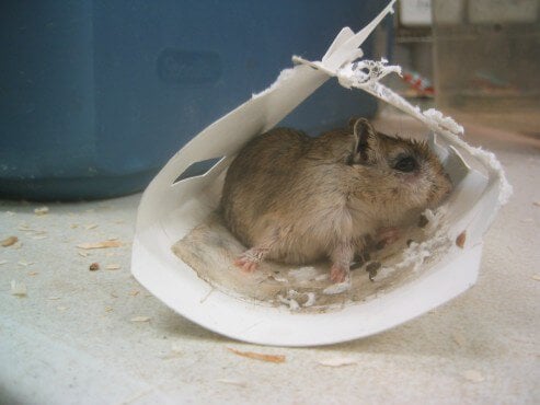 What to Do if You See Someone Selling or Using Glue Traps - PETA UK