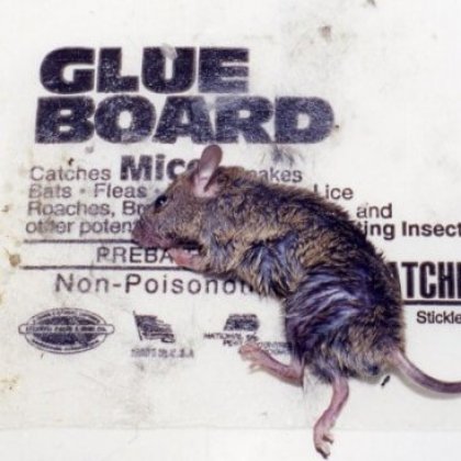 What to Do if You See Someone Selling or Using Glue Traps
