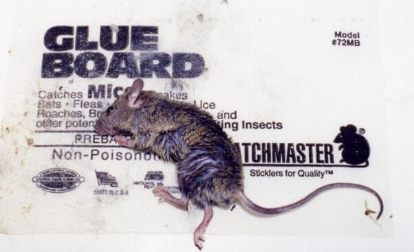 What to Do if You See Someone Selling or Using Glue Traps - PETA UK