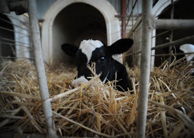 Calves Crammed Into Lorries for Over 5 Days Before Reaching a Grisly End