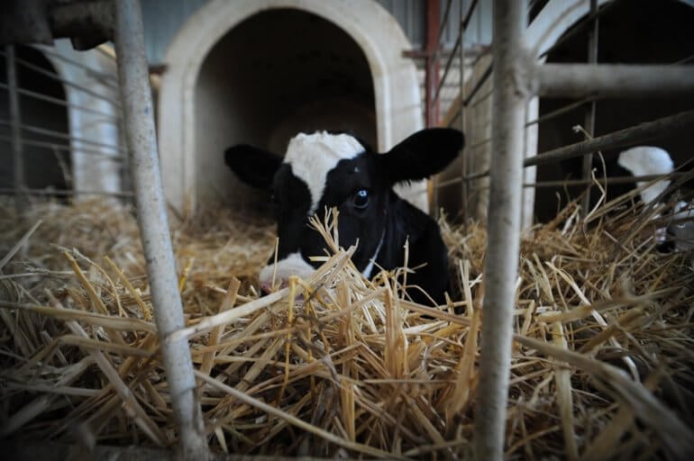 Calves Crammed Into Lorries for Over 5 Days Before Reaching a Grisly End