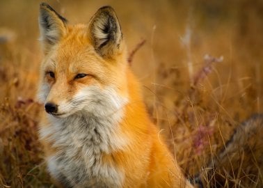 Victory for Foxes! Government Scraps Plans for Vote on Hunting Ban Repeal