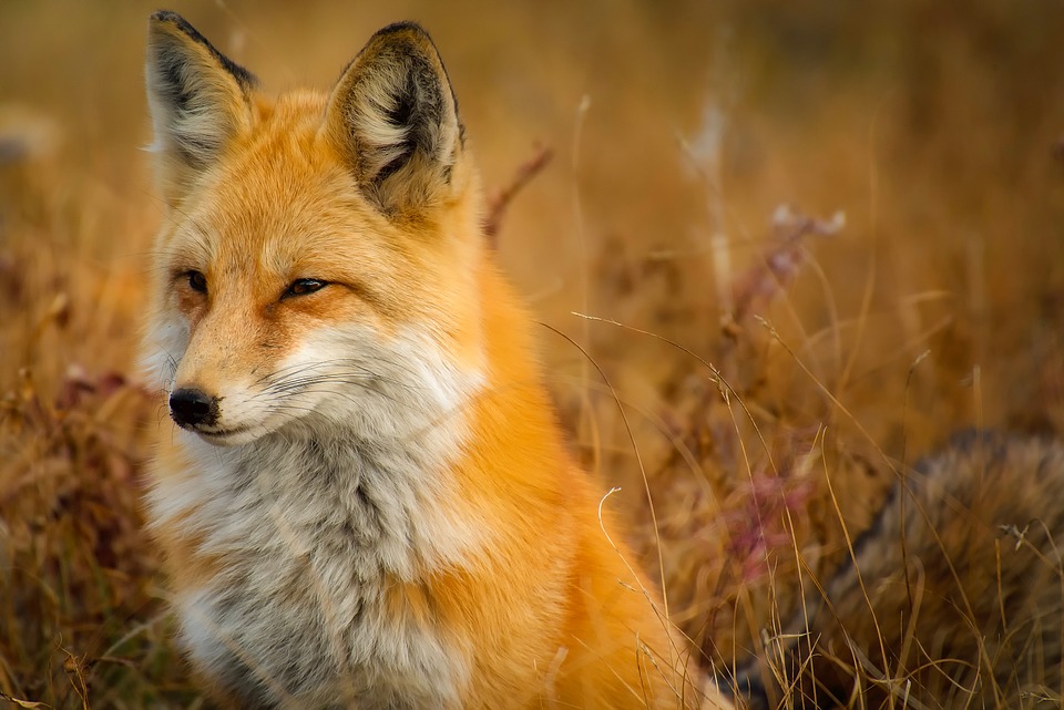 Fox-Pixabay.jpg