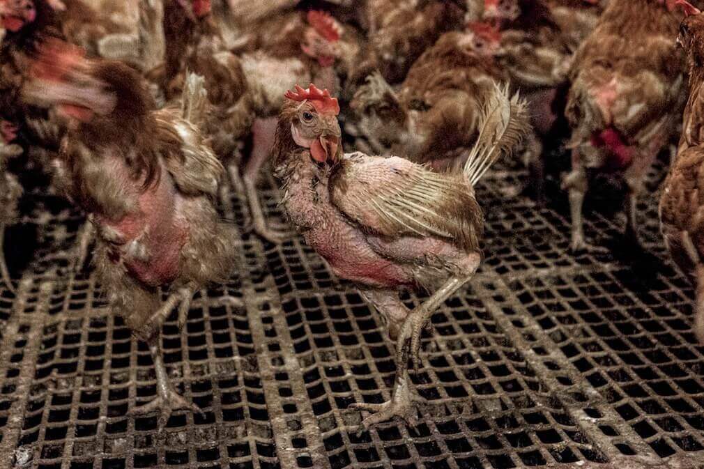 This Is 'Free-Range' - PETA UK