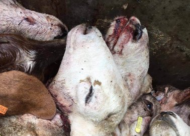 Horrific Dumpster Scene Reveals Where Goats in Milk and Meat Industries End Up