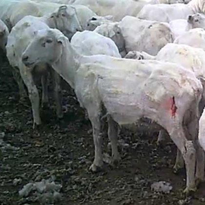 Breaking Video: Pregnant Sheep Whipped and Cut Up for Wool