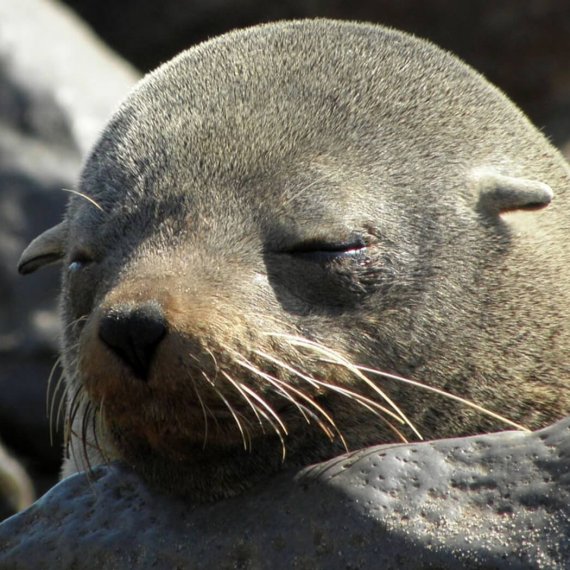 Baby Seals Are Being Clubbed to Death in Namibia