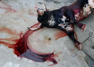 PHOTOS: Spanish Activists Uncover the Bloody Truth About San Fermín ‘Festivities’