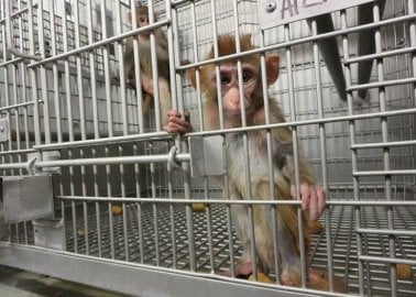 Air France: Stop Shipping Monkeys to Labs