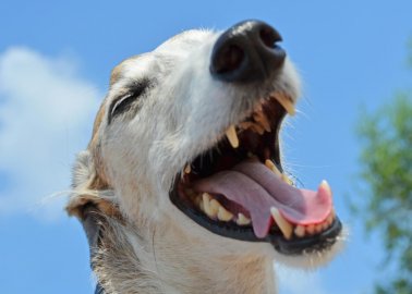 Victory for Dogs! Birmingham Greyhound Stadium Closes Its Doors