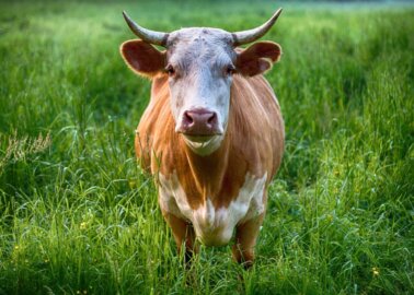 Being Vegan Is Not (Just) About Food