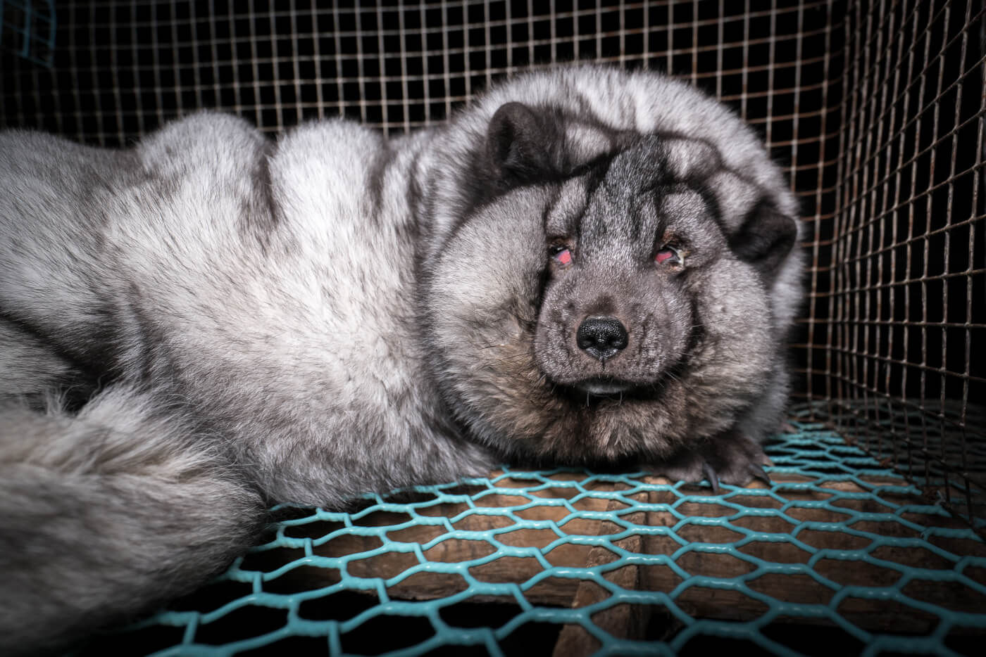 Obese Foxes Being Bred for Fur in Finland Obese Foxes Being Bred for Fur in Finland