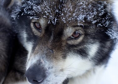 Peter Dinklage Warns That Buying Huskies as ‘Direwolves’ Is Hurting Dogs