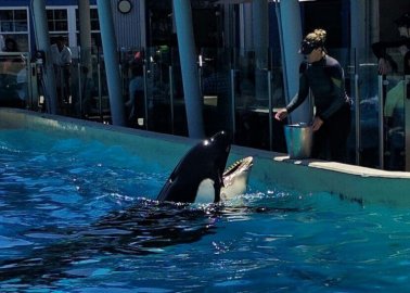 Orca Kasatka Dead at SeaWorld
