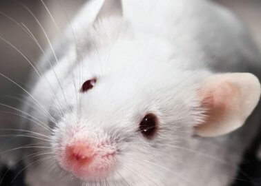 PETA Urges the University of East Anglia to Stop Force-Feeding Mice Poo