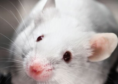 We Did It! Sanofi Ditches Near-Drowning Test on Animals